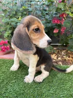 Toby, a male Beagle for sale in Lake Elsinore, CA – 3 of 7