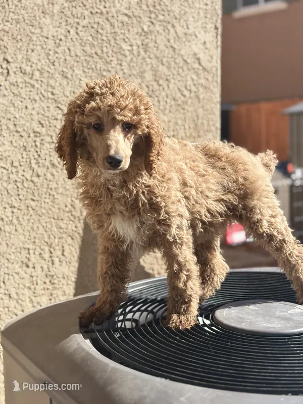 Coco, a female Poodle - Standard  for sale in Lake Elsinore, CA – Photo 1 of 10