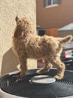 Coco, a female Poodle - Standard  for sale in Lake Elsinore, CA – Photo 8 of 10