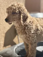 Coco, a female Poodle - Standard  for sale in Lake Elsinore, CA – Photo 5 of 10