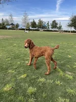 Coco, a female Poodle - Standard  for sale in Lake Elsinore, CA – Photo 9 of 10