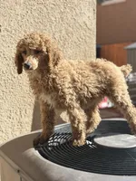 Coco, a female Poodle - Standard  for sale in Lake Elsinore, CA – Photo 7 of 10