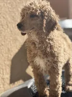 Coco, a female Poodle - Standard  for sale in Lake Elsinore, CA – Photo 2 of 10