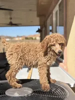 Coco, a female Poodle - Standard  for sale in Lake Elsinore, CA – Photo 6 of 10