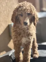 Coco, a female Poodle - Standard  for sale in Lake Elsinore, CA – Photo 4 of 10
