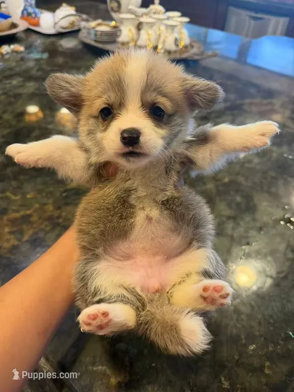 Grace – Pembroke Welsh Corgi puppy for sale in Lake Elsinore, CA