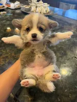 Grace, a female Pembroke Welsh Corgi for sale in Lake Elsinore, CA – 1 of 3