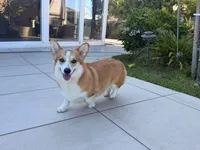Grace, a female Pembroke Welsh Corgi for sale in Lake Elsinore, CA – 2 of 3