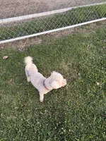 Snow, a male Poodle - Miniature  for sale in Lake Elsinore, CA – Photo 2 of 4