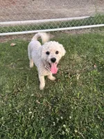 Snow, a male Poodle - Miniature  for sale in Lake Elsinore, CA – Photo 3 of 4