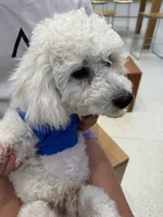 Snow, a male Poodle - Miniature  for sale in Lake Elsinore, CA – Photo 1 of 4