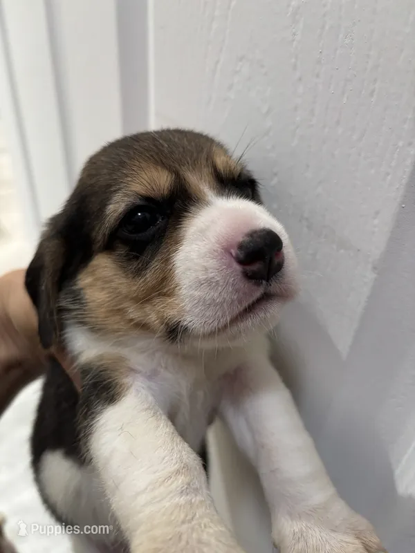 Honey – Beagle puppy for sale in Lake Elsinore, CA