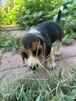 Zoey, a female Beagle for sale in Lake Elsinore, CA – 7 of 10