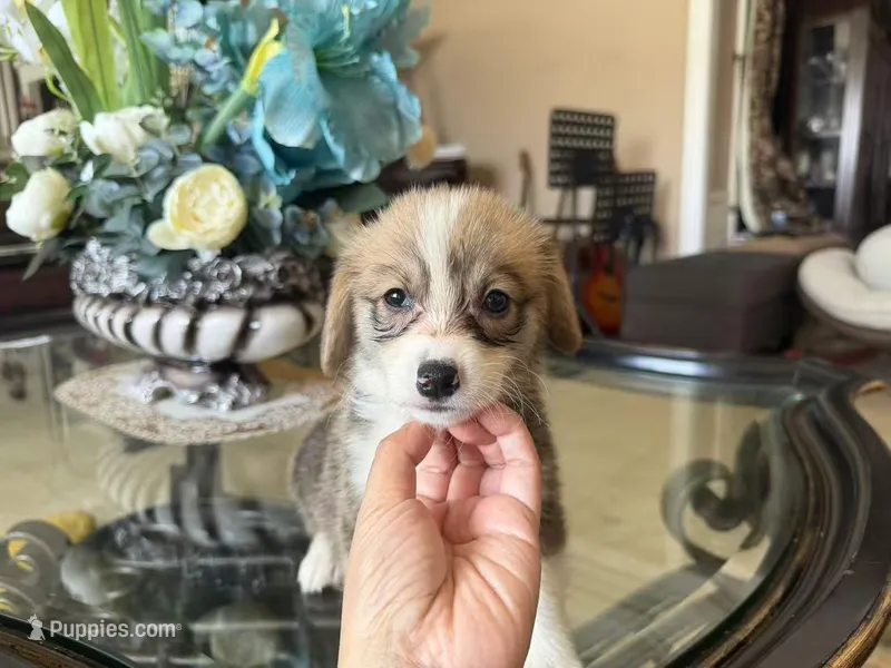 Cathy – Pembroke Welsh Corgi puppy for sale in Lake Elsinore, CA