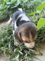 Molly, a female Beagle for sale in Lake Elsinore, CA – 3 of 9