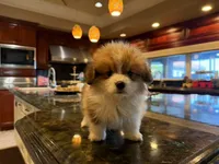 Daisy, a female Pembroke Welsh Corgi for sale in Lake Elsinore, CA – Photo 2 of 4