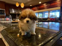 Daisy, a female Pembroke Welsh Corgi for sale in Lake Elsinore, CA – Photo 1 of 4