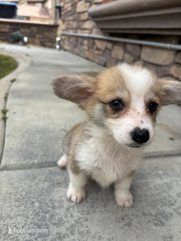 Ana – Pembroke Welsh Corgi puppy for sale in Lake Elsinore, CA