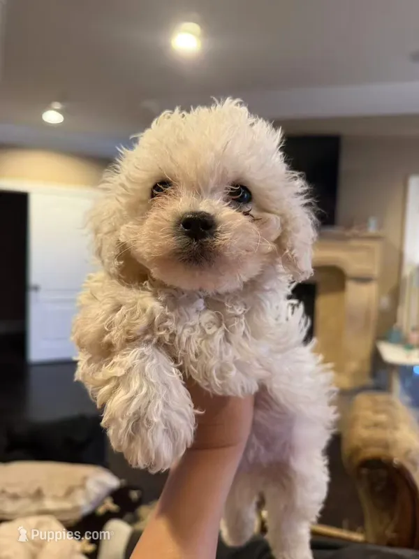 Simba – Bichon Frise puppy for sale in Lake Elsinore, CA