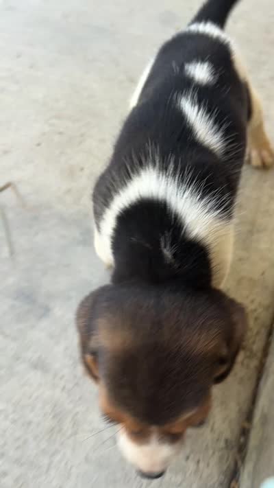 Lola, a female Beagle for sale in Lake Elsinore, CA – 10 of 10