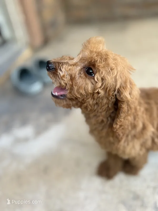 Charlie – Poodle - Standard  puppy for sale in Lake Elsinore, CA
