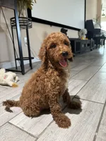 Duke, a male Poodle - Standard  for sale in Lake Elsinore, CA – 2 of 10
