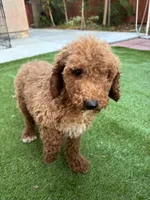Bella, a female Poodle - Standard  for sale in Lake Elsinore, CA – 4 of 10