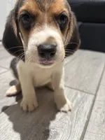 Toby, a male Beagle for sale in Lake Elsinore, CA – 3 of 10