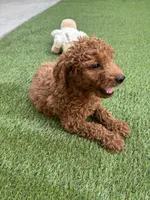 Max, a male Poodle - Standard  for sale in Lake Elsinore, CA – 1 of 9