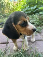 Zoey, a female Beagle for sale in Lake Elsinore, CA – 8 of 10