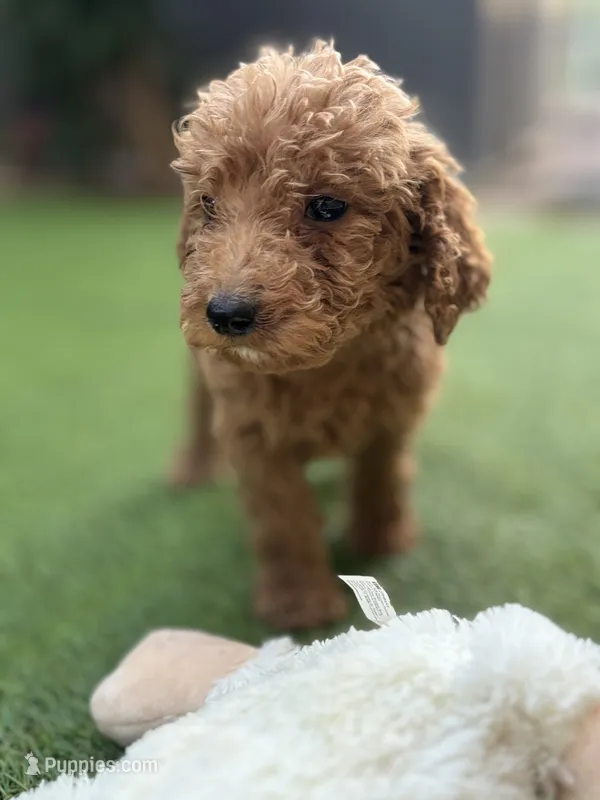 Charlie – Poodle - Standard  puppy for sale in Lake Elsinore, CA
