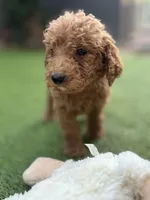 Charlie, a male Poodle - Standard  for sale in Lake Elsinore, CA – 1 of 9
