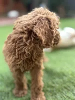 Charlie, a male Poodle - Standard  for sale in Lake Elsinore, CA – 6 of 9