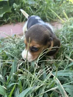 Lola, a female Beagle for sale in Lake Elsinore, CA – 6 of 10