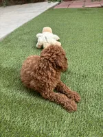 Max, a male Poodle - Standard  for sale in Lake Elsinore, CA – 3 of 9