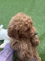 Cookie, a female Poodle - Standard  for sale in Lake Elsinore, CA – 5 of 6