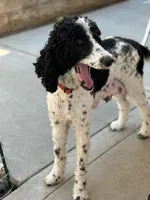 Camdyn, a female Poodle - Standard  for sale in Lake Elsinore, CA – Photo 10 of 10