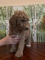 Camdyn, a female Poodle - Standard  for sale in Lake Elsinore, CA – Photo 6 of 10