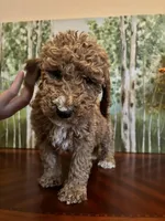 Camdyn, a female Poodle - Standard  for sale in Lake Elsinore, CA – Photo 1 of 10