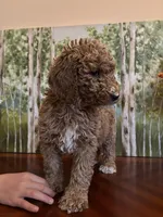 Camdyn, a female Poodle - Standard  for sale in Lake Elsinore, CA – Photo 2 of 10