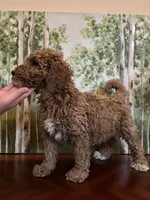 Camdyn, a female Poodle - Standard  for sale in Lake Elsinore, CA – Photo 8 of 10