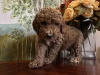 Camdyn, a female Poodle - Standard  for sale in Lake Elsinore, CA – Photo 7 of 10