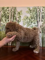 Camdyn, a female Poodle - Standard  for sale in Lake Elsinore, CA – Photo 4 of 10