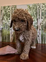 Camdyn, a female Poodle - Standard  for sale in Lake Elsinore, CA – Photo 3 of 10