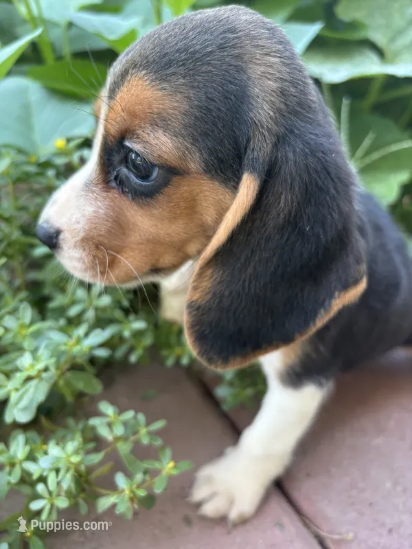 Zoey – Beagle puppy for sale in Lake Elsinore, CA