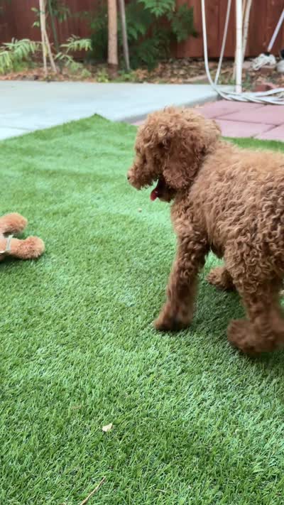 Honey, a female Poodle - Standard  for sale in Lake Elsinore, CA – 8 of 9