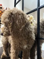 Max, a male Poodle - Standard  for sale in Lake Elsinore, CA – 4 of 10