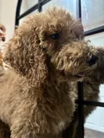 Max, a male Poodle - Standard  for sale in Lake Elsinore, CA – 3 of 10