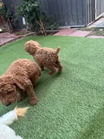 Coco, a female Poodle - Standard  for sale in Lake Elsinore, CA – 5 of 10