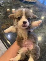 Edan, a male Pembroke Welsh Corgi for sale in Lake Elsinore, CA – 1 of 3